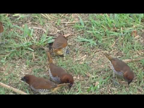 COMMON BIRDS OF CAUVERY DELTA 17 SCALY BREASTED MUNIA