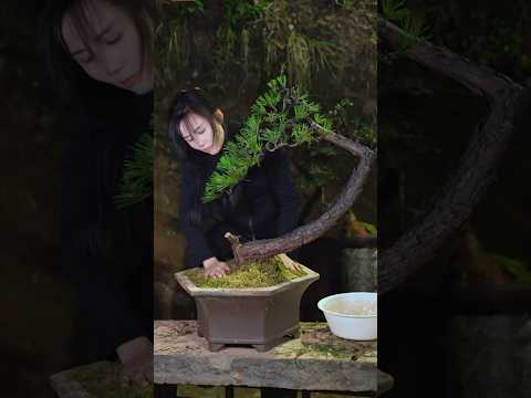 turn pine trees in the forest into bonsai #bonsai #moutainlife