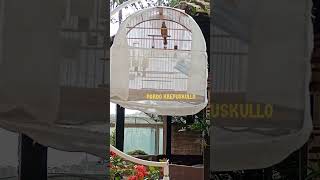PARDO KREPUSCULLO 6 MESES