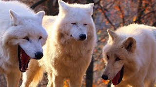 Inside you there are three wolves