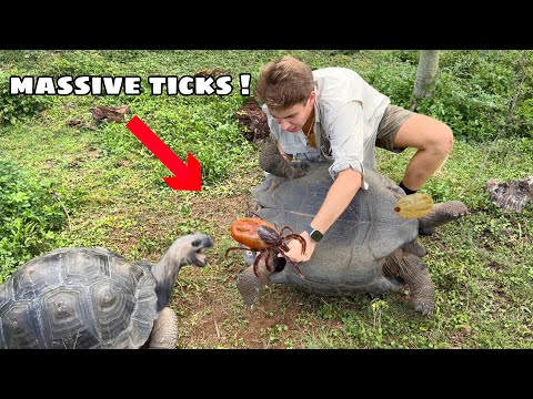 Removing Massive Ticks On My Animals