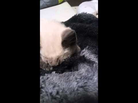 Siamese kitten sucks on blanket