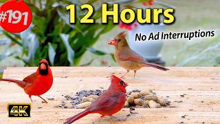 TV for Cats 😻 12 Hours of Birds 🐦 Uninterrupted CatTV Cute Gardens