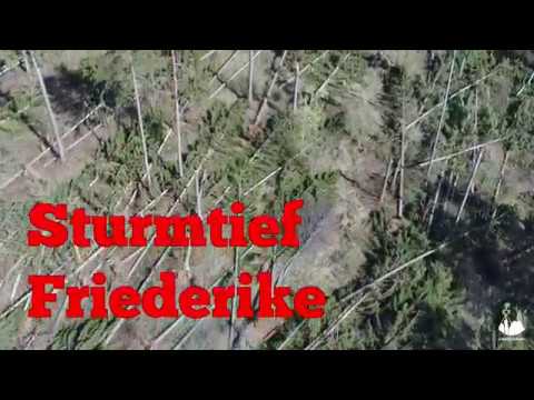 Überblick der Schäden von Sturmtief Friederike(Steinheim)