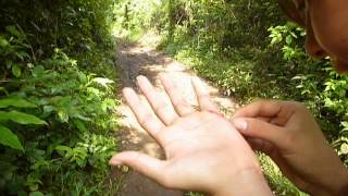 preview picture of video 'Always wear gloves when you ride mountain bikes in Peten Guatemala'