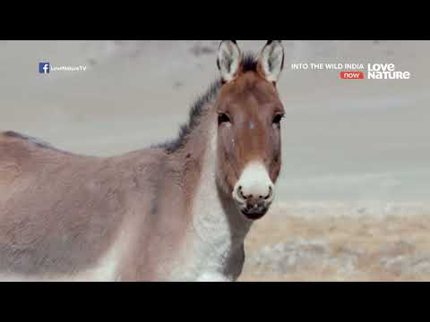 Vissza a vadonba  India S01E03