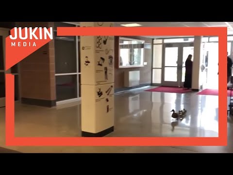 Mother Duck and her Ducklings Visit High School