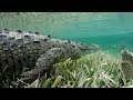 Close Crocodile Encounter While Diving NO CAGE