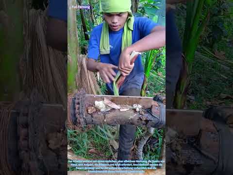 Die Kunst der Abacá-Fasergewinnung: Ein Zeugnis traditioneller Handwerkskunst