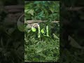 Title Teaser Video | Mani Ratnam | A.R.Rahman | Vijay Sethupathi |Sai Pallavi