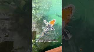 MINI VLOG DAS FÉRIAS! #pets #cachorro