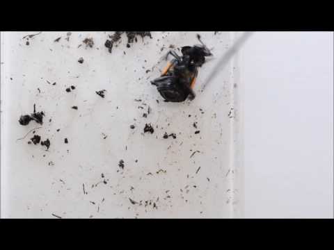Burying Beetle - anal secretions
