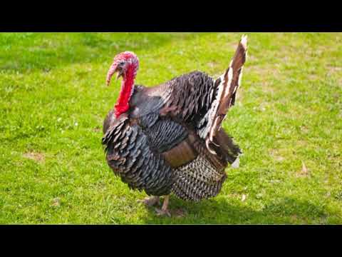 SONIDO de PAVO o GUAJOLOTE 🦃 (EFECTO DE SONIDO) 🔊 turkey sound