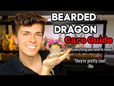 Bearded Dragon Care Guide! (EVERYTHING you need to know)