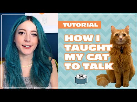 How I Taught My Cat to Talk | Beginner Tutorial