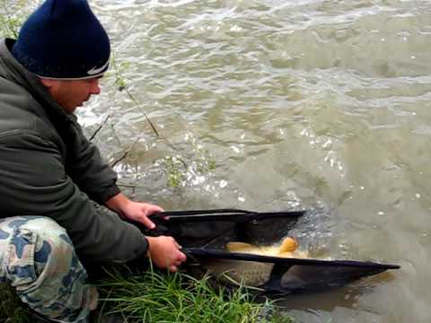 Eliberare Captura Crap pe lac Brateni (LacBrateni.ro)