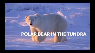 Polar Bear in the Tundra - Extinction of Species
