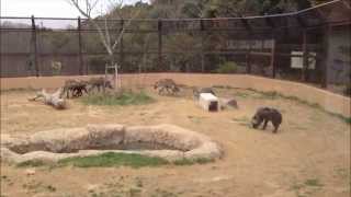 preview picture of video '怒った（？）ブチハイエナ - のいち動物公園 ~ Spotted hyena got angry? at Noichi Zoological Park'