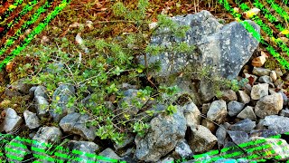 Pretty Things - Cold Stone