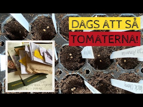 Dags att så TOMATERNA - Jag gör som tidigare år och provar både kallsådd och varmsådd