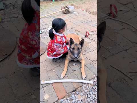 Dogs Are Truly Amazing! 🐶❤️