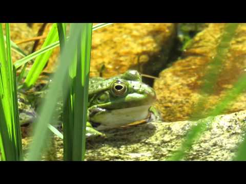 Žabí kvákání-skokan zelený