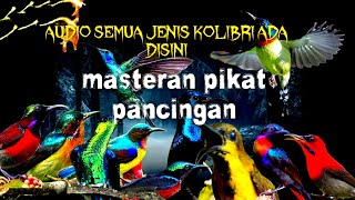 Download lagu Suara Pikat Semua Jenis Burung Kolibri Ribut Sangat Efektif Untuk Pikat. mp3 Download lagu Suara Pikat Semua Jenis Burung Kolibri Ribut Sangat Efektif Untuk Pikat. mp3