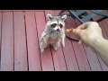 Trying to Feed American Raccoon, What Could Go Wrong?