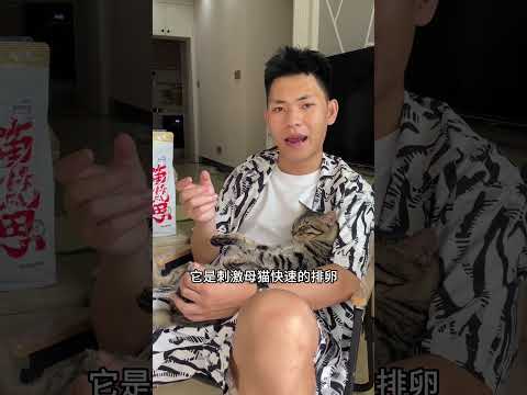 如何快速判断母猫是否成功受孕！狸花猫 10斤的猫9斤的反骨 我和我的怨种猫咪 这是我一手养大的猫 狸花猫真的不好惹