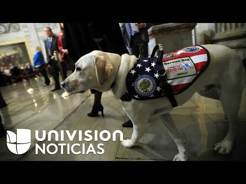 The new mission of 'Sully,' the dog who accompanied George H.W. Bush until the very end.