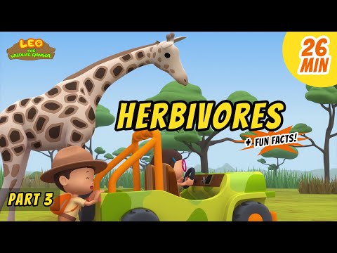 Herbivores (Part 3/3) - Animals Stories for Kids | Educational | Leo the Wildlife Ranger