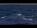 Why Captivity For Whales And Dolphins Is Wrong Edited Down Version