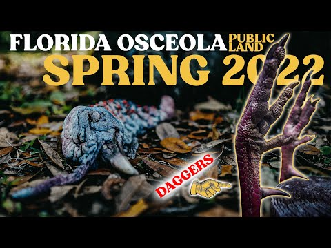 GIANT Swamp Gobbler On Florida Public Land | Spring Turkey Hunting 2022