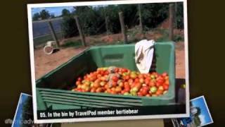 preview picture of video 'Tatura, Fruit picking Bertiebear's photos around Tatura, Australia (fuit farm echuca australia)'