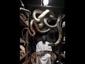 A black voodoo priest sitting in a dimly lit room filled with large snakes