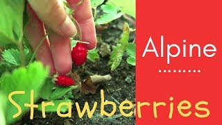 How to Grow ALPINE Strawberries from SEED to FRUIT