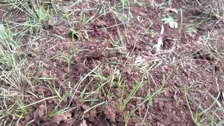 Fire Ants vs. Harvester Ants