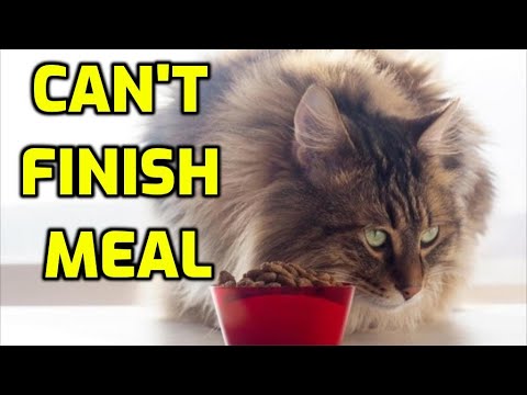 Why Do Cats Never Finish Their Food?