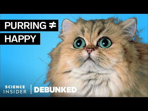 獸醫揭穿13個貓咪的迷思 (Veterinarians Debunk 13 Cat Myths)