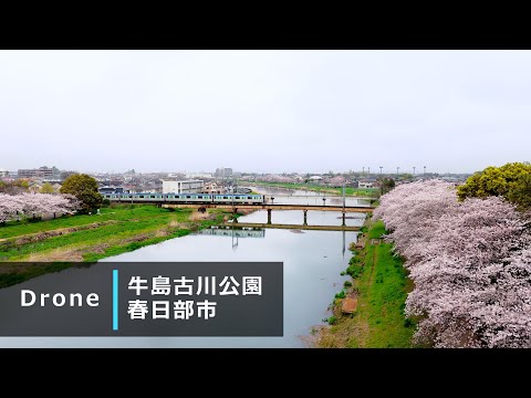 令和6年4月 春日部市 牛島古川公園桜並木 ドローン撮影