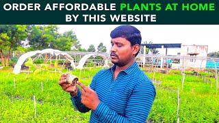 Order Affordable Plants At Home From This Website | Anuj Ramatri - An EcoFreak
