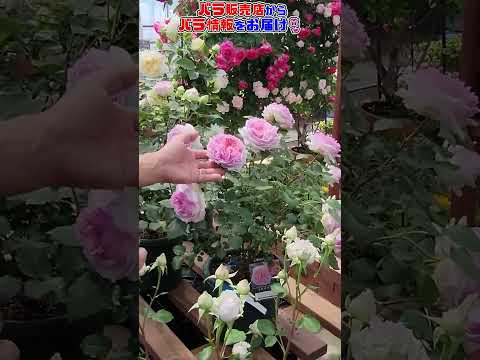 バラ色の多様性: バラのクラスの概要 植物