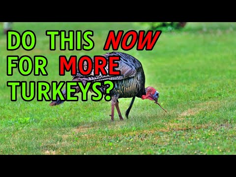 How to Create the Best Habitat for Wild Turkeys