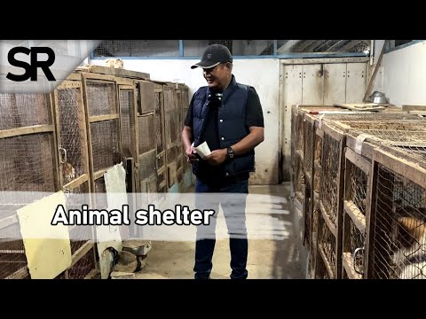 SR : Nungchate Hmangaihtu JB Foundation Animal Shelter Kan Tlawh!