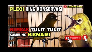 Download lagu PLECI HASIL TERNAKAN ..!! NEMBAK TULIT TULIT SAMBUNG KENARI PANJANG mp3