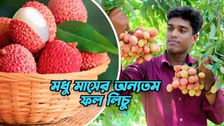 জৈষ্ঠ্যে আগুন লেগেছে পাবনার লিচু বাগানে || লিচু বাগানে কত করে বিক্রি হয় লিচু || শফিক কৃষি