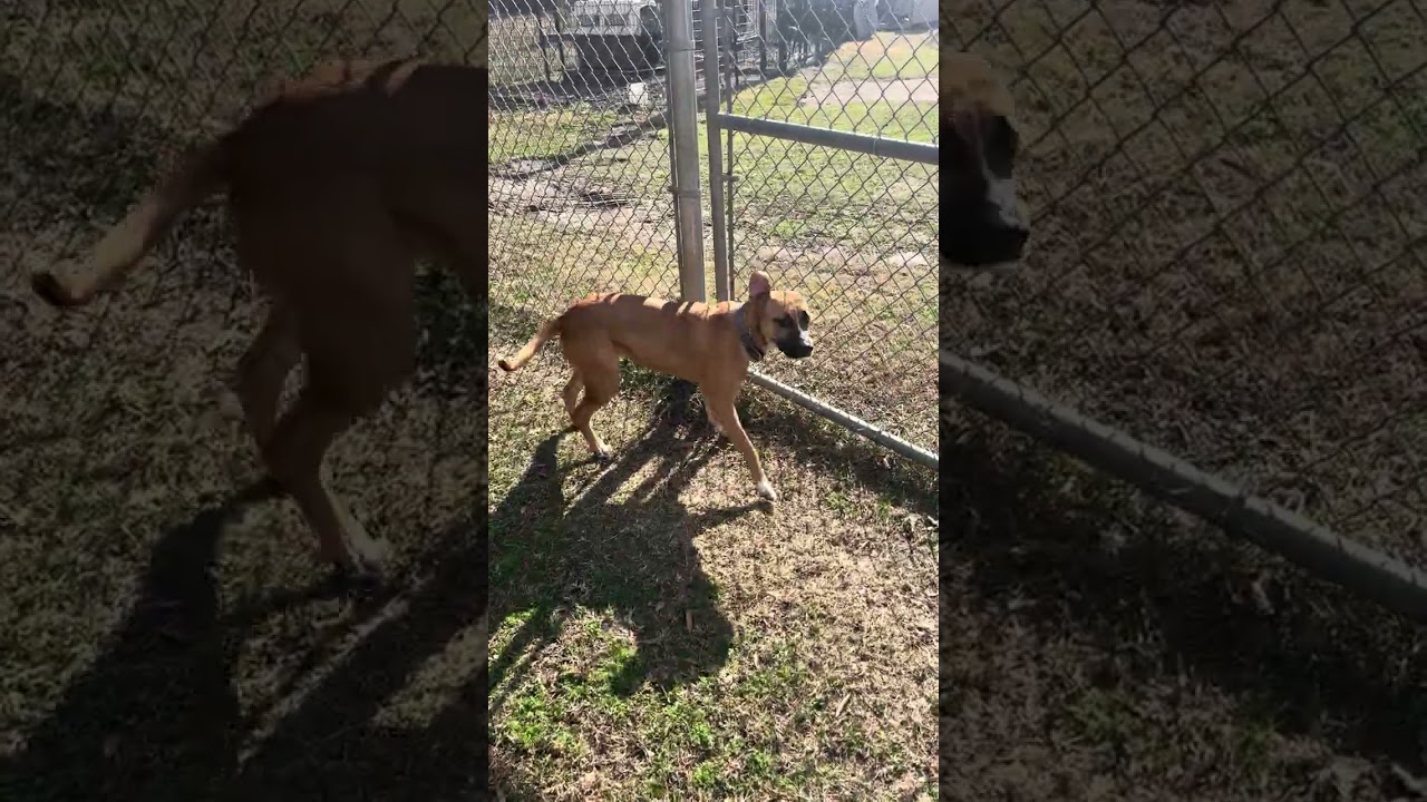 Khysi, a Adoptable mixed breed in Florence, SC video 6/6