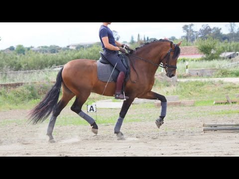 TOP DRESSAGE PRE - 167 CM - 5 YO