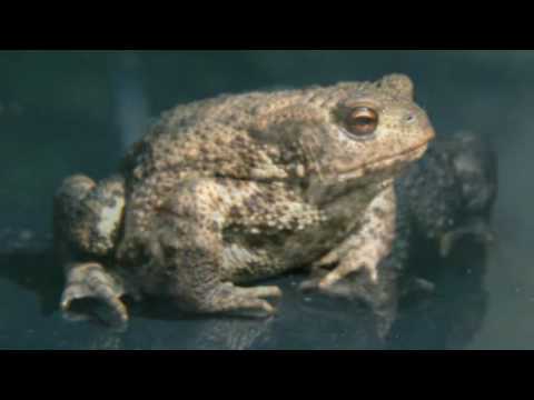 Små dyr Der Flyver & Kravler.  Fotograferet af: Bengt Schotte