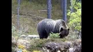 Huge grizzly bear in Jasper National Park, Canada